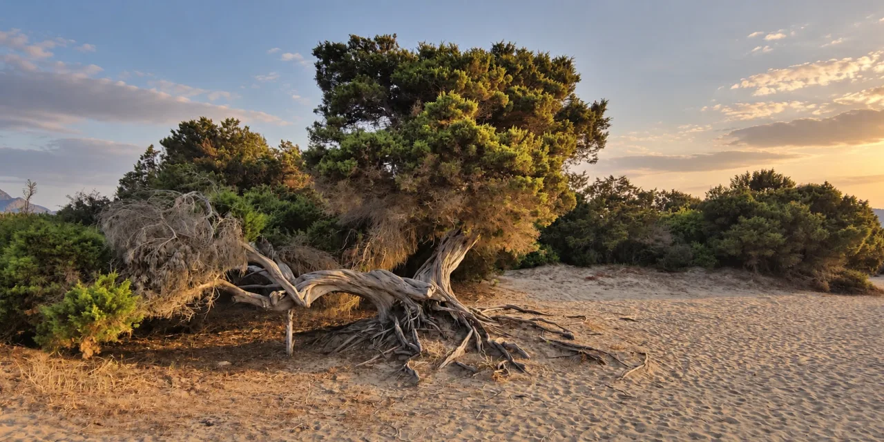 Spiaggia Feraxi, le dune